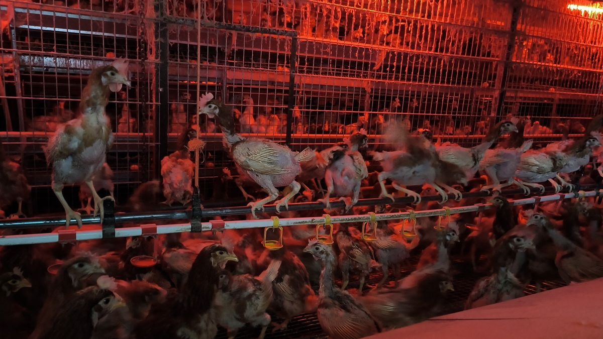 Vyhublé slepice bez peří, vzájemný kanibalismus. Veterináři zasahovali v chovu na Brněnsku